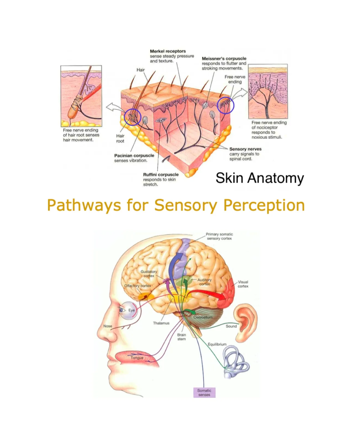 Neurotactile Integration