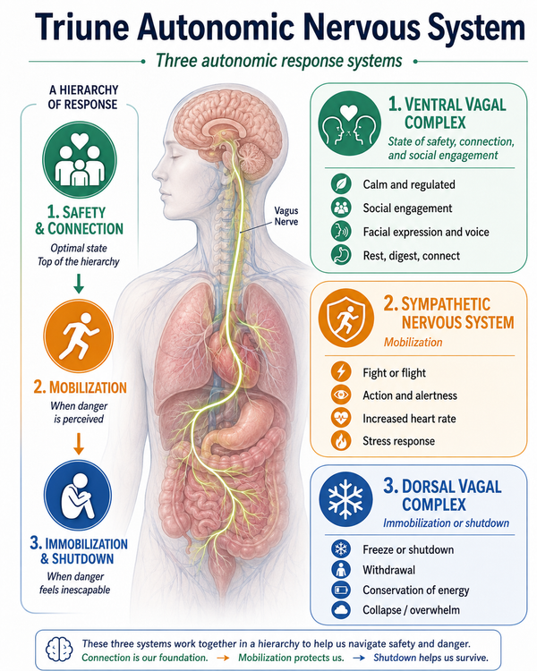 The triune autonomic nervous system: ventral vagal connection and safety, sympathetic fight or flight, and dorsal vagal shutdown.