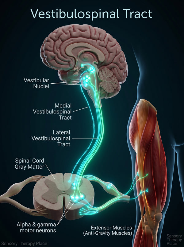 Sensory Processing & Nervous System Dysregulation